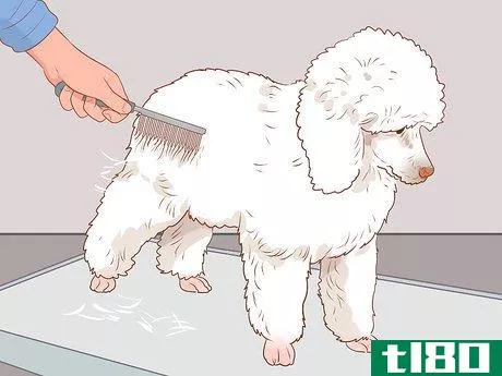 Image titled Full Scissor a Poodle by Hand Step 10