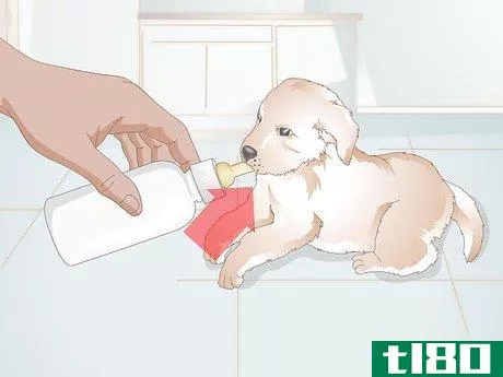 Image titled Feed Newborn Puppies Step 3