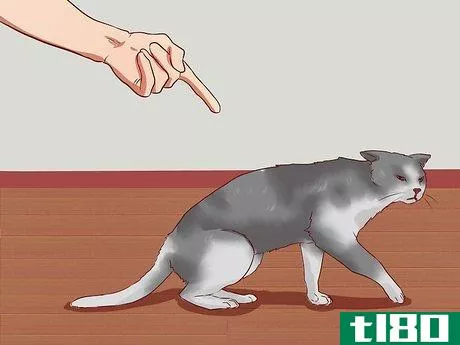 Image titled Discipline Cats Step 15