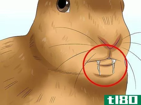Image titled Diagnose Dental Problems in Rabbits Step 3