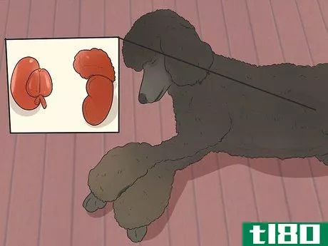 Image titled Diagnose Addison's Disease in Poodles Step 8