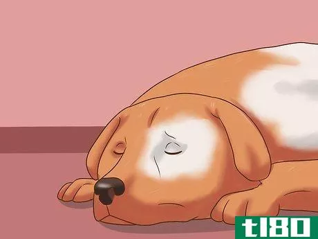 Image titled Detect Canine Hip Dysplasia Step 7