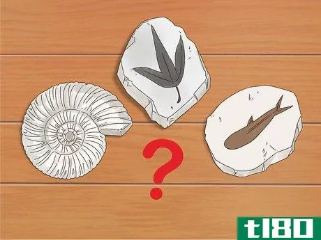 如何挖掘化石(dig for fossils)