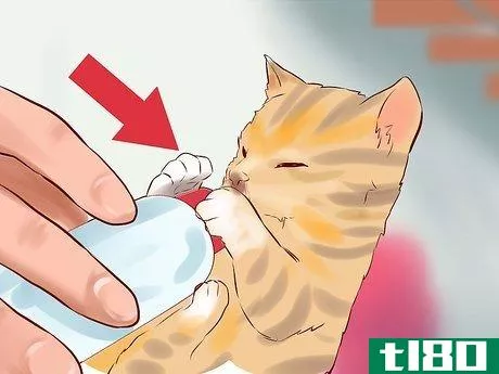 Image titled Feed a Newborn Kitten Step 12