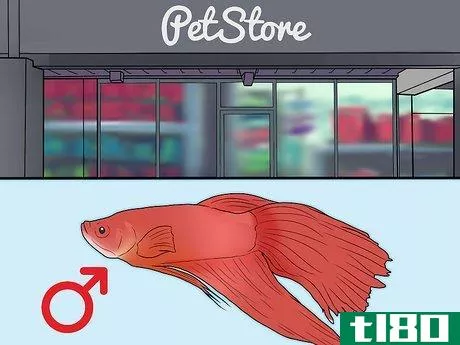 Image titled Determine the Sex of a Betta Fish Step 7