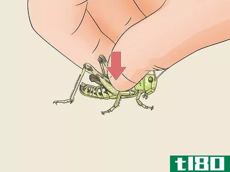 Image titled Determine the Sex of a Grasshopper Step 1