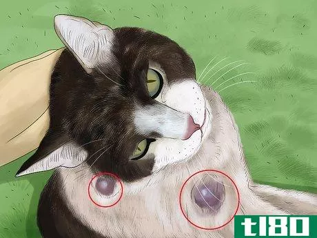 如何诊断和治疗猫的跳蚤过敏(diagnose and treat flea allergies in cats)