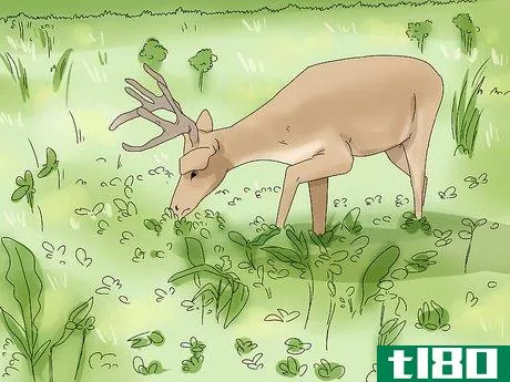 Image titled Feed Deer Step 1