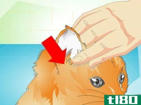 Image titled Deliver Ear Medication to Cats Step 11