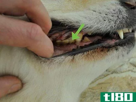 Image titled Diagnose Canine Periodontal Disease Step 3