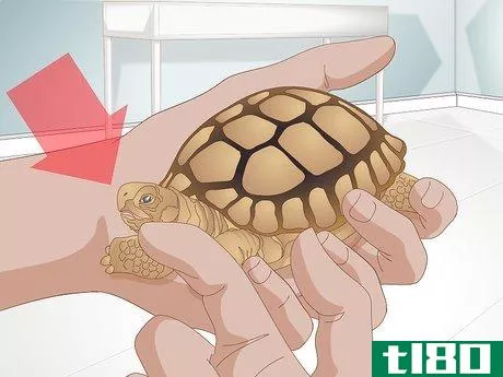 Image titled Diagnose Stomatitis in Tortoises Step 9
