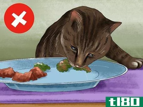 如何喂一只爱挑剔的猫(feed a fussy cat)
