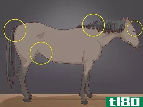 Image titled Diagnose Cushing's Disease in Horses Step 4