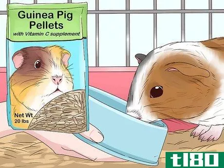 Image titled Feed a Guinea Pig Step 3