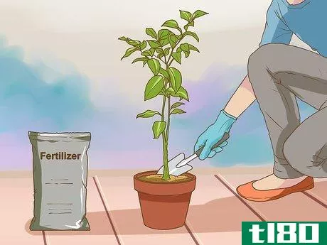 Image titled Germinate Orange Seeds Step 12