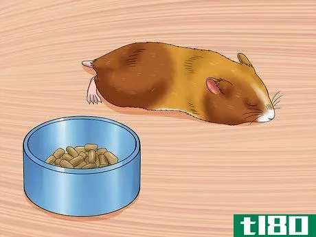 Image titled Euthanize a Sick Hamster Step 2