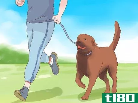 Image titled Exercise With Your Dog Step 8
