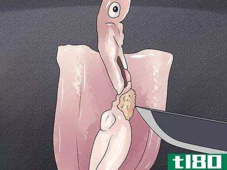Image titled Dissect a Squid Step 12