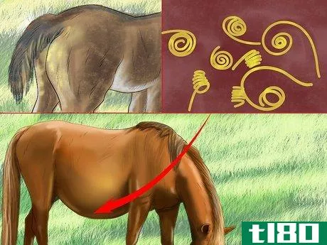 Image titled Diagnose Parasites in Horses Step 4