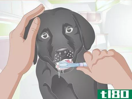Image titled Eliminate Dog Smell Step 11