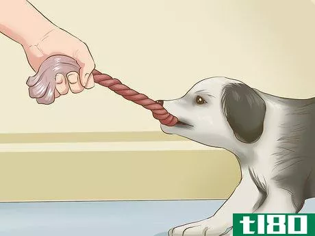 Image titled Exercise a Border Collie Puppy Step 13