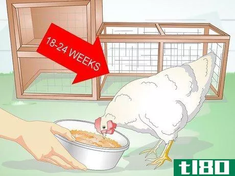 如何饲喂蛋鸡(feed laying hens)