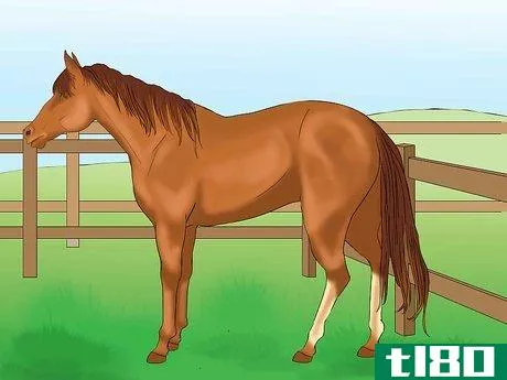 Image titled Distinguish Horse Color by Name Step 8