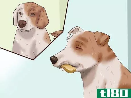 Image titled Get Dogs to Stop Barking Step 3