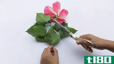 如何切花(dissect a flower)