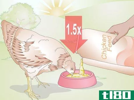 如何冬天喂鸡(feed chickens during the winter)