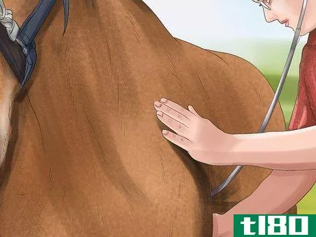 Image titled Diagnose Parasites in Horses Step 7