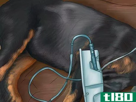 Image titled Diagnose Heart Conditions in Doberman Pinschers Step 2
