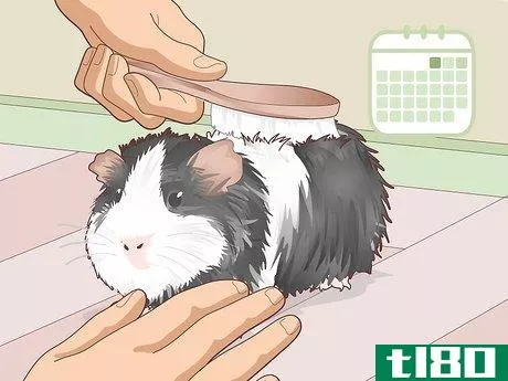 Image titled Ensure a Happy Life for Your Guinea Pig Step 26