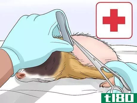 Image titled Diagnose and Treat Tumors in Guinea Pigs Step 6