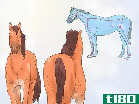 Image titled Do Condition Scoring for Horse Yearlings Step 2