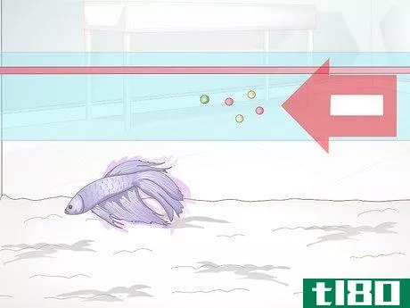 Image titled Feed a Betta Fish Step 2