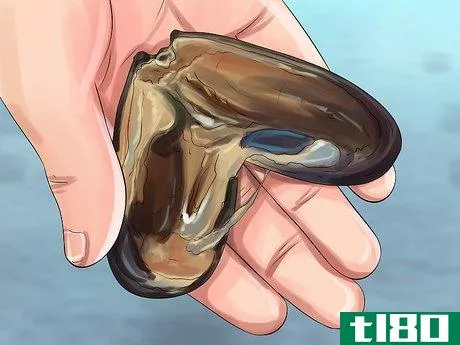 Image titled Farm Freshwater Mussels Step 13