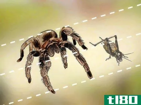 Image titled Feed a Tarantula Step 2