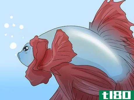 Image titled Determine the Sex of a Betta Fish Step 9