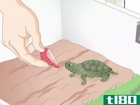 Image titled Feed Your Turtle if It is Refusing to Eat Step 7