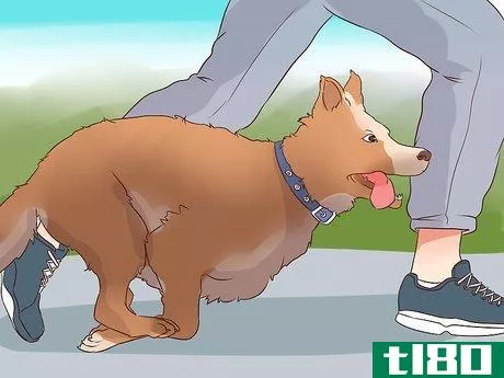Image titled Exercise With Your Dog Step 10