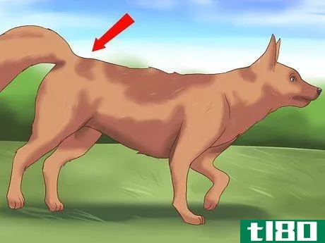 Image titled Detect Canine Hip Dysplasia Step 3