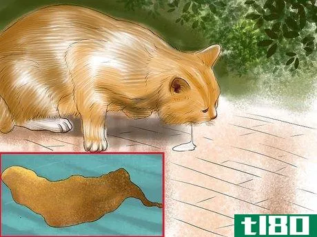 Image titled Diagnose Feline Hepatic Lipidosis Step 3