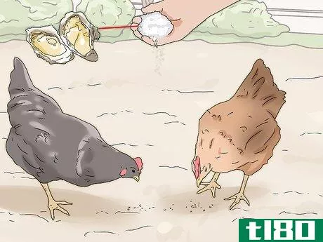 Image titled Feed Eggshells to Chickens Step 10