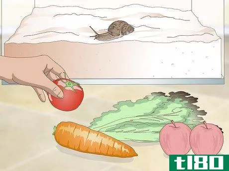 如何喂蜗牛(feed a land snail)