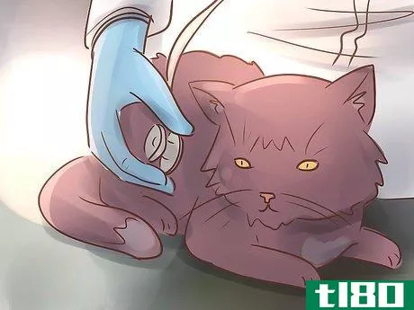 Image titled Diagnose IBD in Cats Step 8