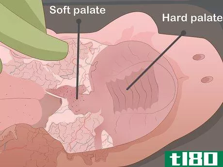 Image titled Dissect a Fetal Pig Step 6