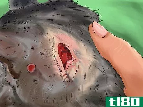 Image titled Diagnose and Treat Ruptured Eardrums in Cats Step 3