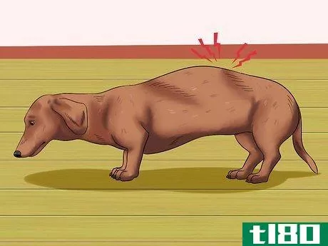 Image titled Diagnose Back Problems in Dachshunds Step 1