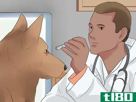Image titled Diagnose Conjunctivitis in Dogs Step 10